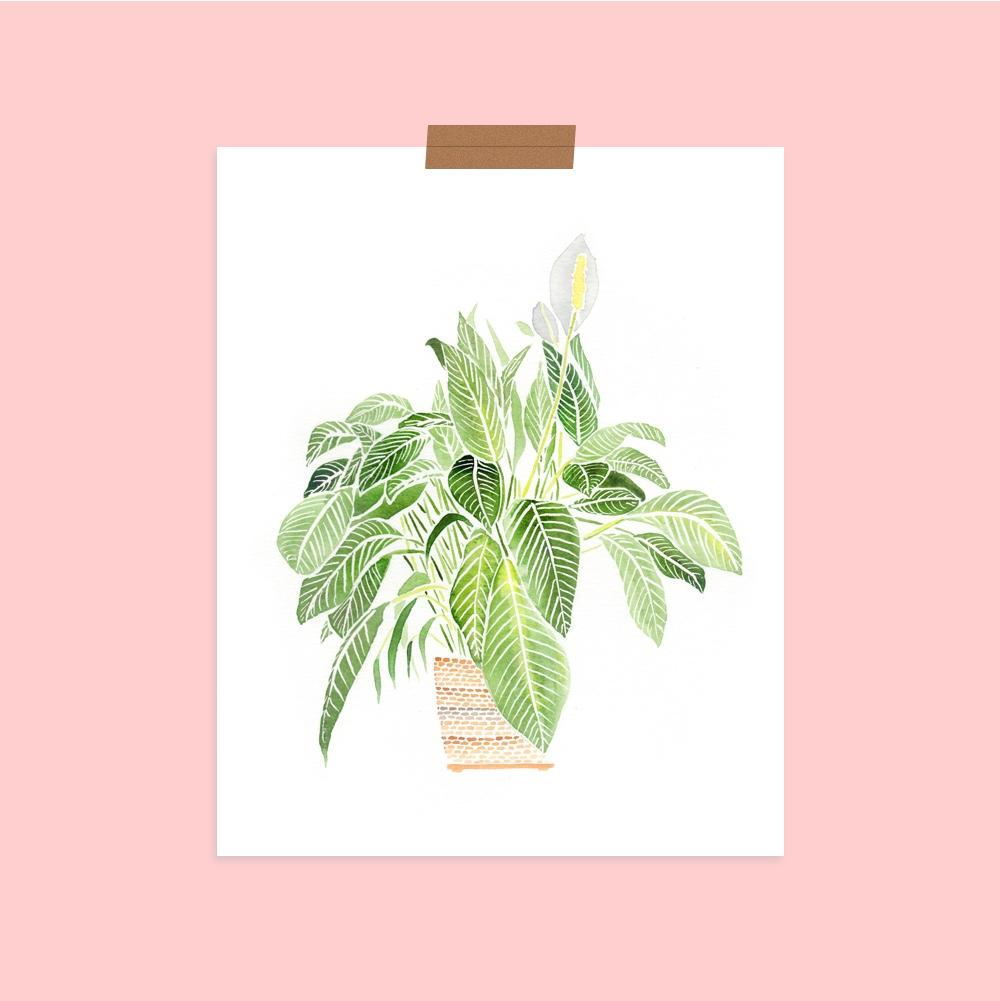 Peace Lily Art Print