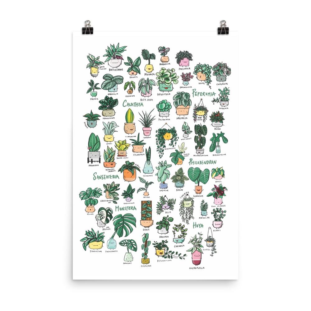 Plant Families Poster